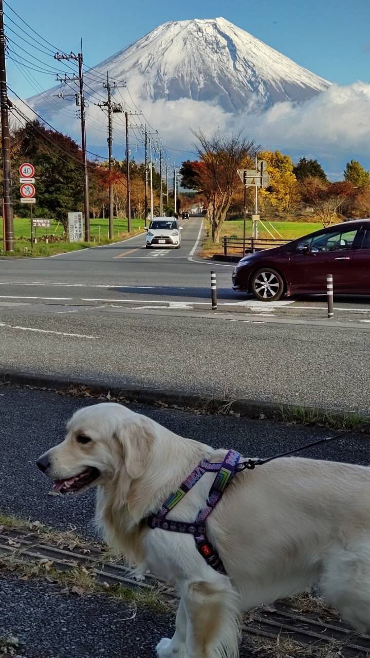 やはり、犬は良い！！