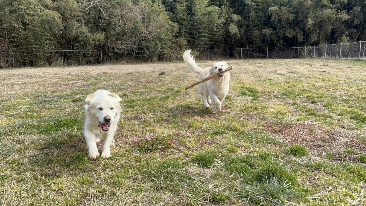 狂っているね。