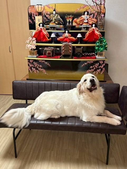 すばらしい犬ですよね。