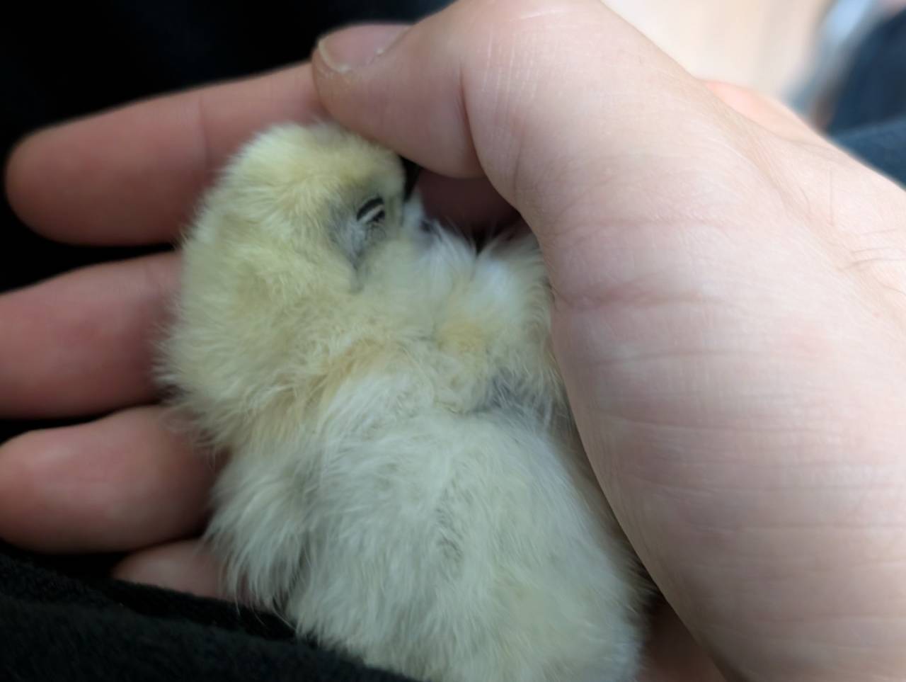 こんなんです。