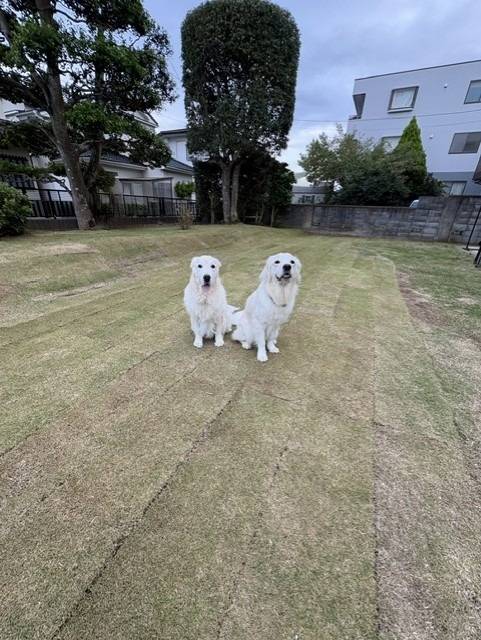 りんたろう、こたろう君