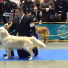 老犬ホーム