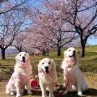 子犬