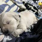 さすがアルゴの子