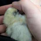 こんなんです。