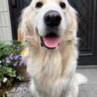 久々にアーサー君