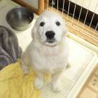 ひまりちゃん